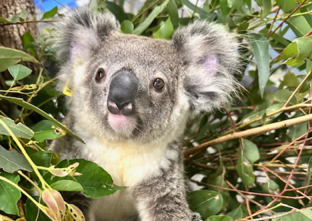Koala joey Cassida.
